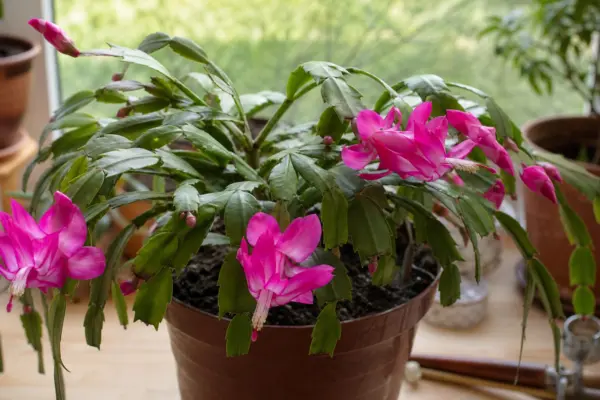 Cactusul de Paște (Rhipsalidopsis gaertneri) – ghid practic de plantare și îngrijire