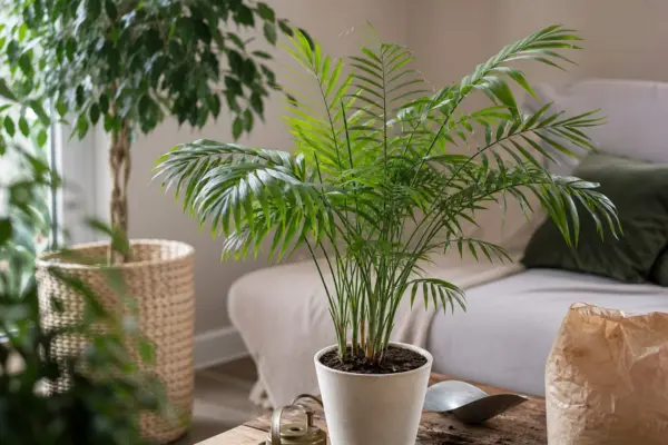 Palmier de cameră (Chamaedorea elegans) – plantare, îngrijire și greșeli de evitat