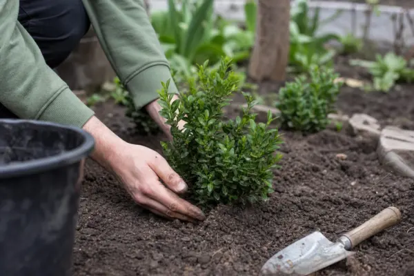 Cimișir (Buxus sempervirens) – plantare, udare și întreținere