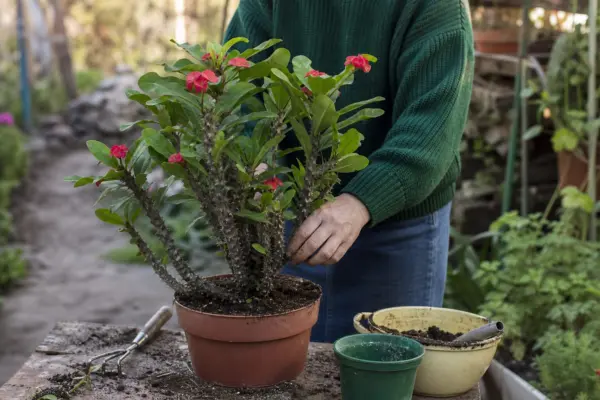 Coroana de spini (Euphorbia milii) – ghid pas cu pas de plantare și întreținere