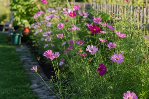 Cosmosul (Cosmos bipinnatus) – sfaturi pentru plantare, creștere și întreținere