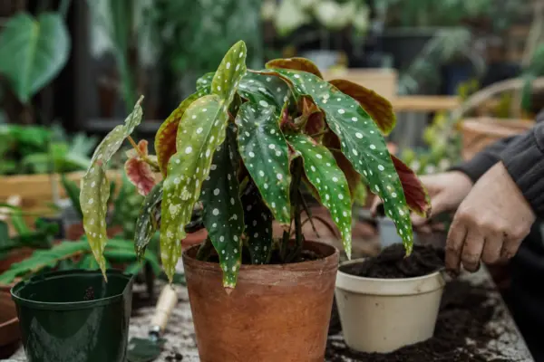 Begonie pătată (Begonia maculata) – sfaturi de plantare și îngrijire