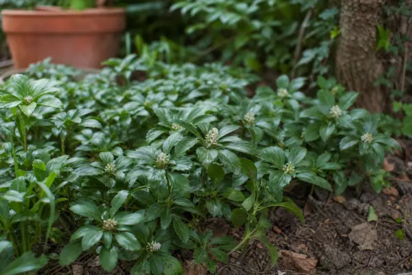 Pachysandra (Pachysandra terminalis) – de la plantare la întreținerea de zi cu zi