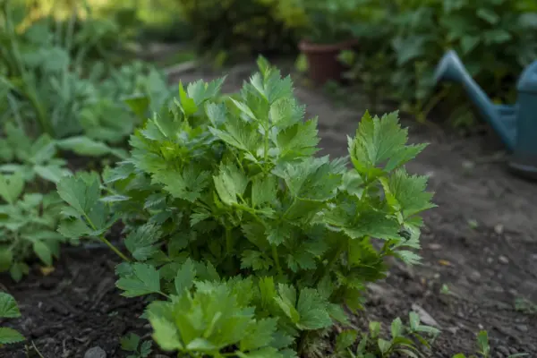 Leuștean (Levisticum officinale) – condiții de creștere, plantare și îngrijire