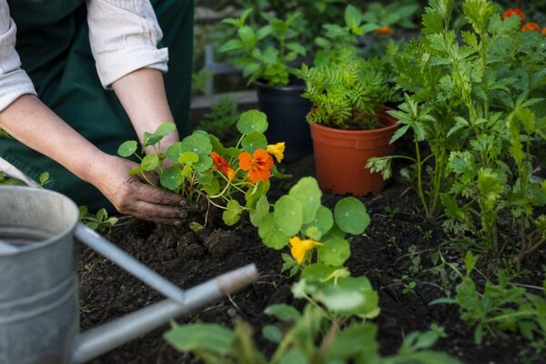 Condurul doamnei (Tropaeolum majus) – plantare și îngrijire pas cu pas