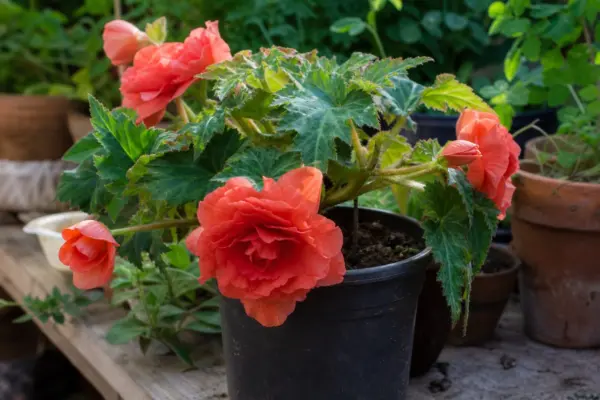 Begonie Elatior (Begonia elatior) – ghid complet de cultivare și îngrijire