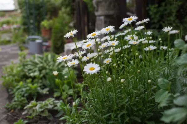 Margareta (Leucanthemum vulgare) – ghid pas cu pas de plantare și întreținere