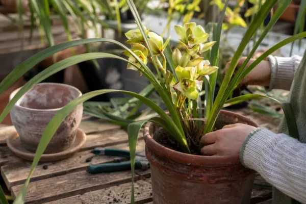Orhideea Cymbidium (Cymbidium hybridum) – ghid complet de cultivare și îngrijire