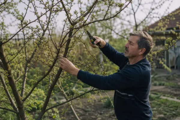 Greșeli frecvente în pregătirea pomilor fructiferi pentru iarnă